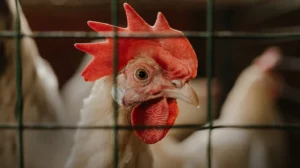 7-bird-flu-spread