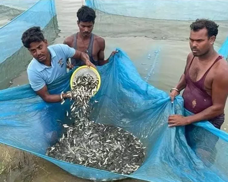 कांकेर मत्स्य बीज हब