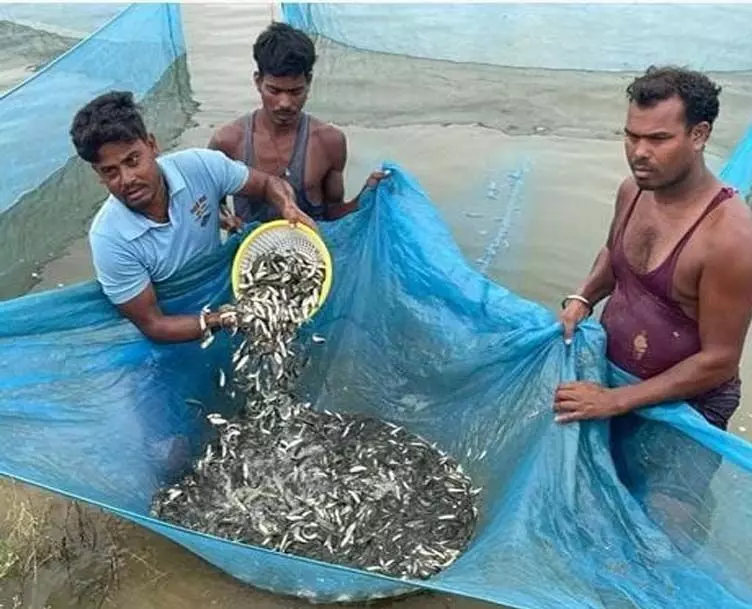 कांकेर मत्स्य बीज हब