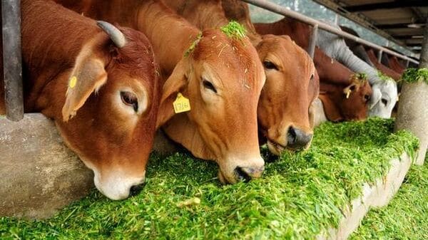 पशुधन उत्पादों का निर्यात