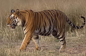 माले महादेश्वर टाइगर मौत