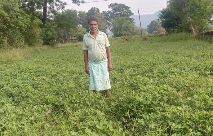 मूंगफली की खेती छत्तीसगढ़
