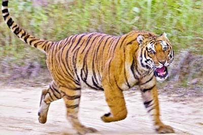 पीलीभीत बाघ का आतंक