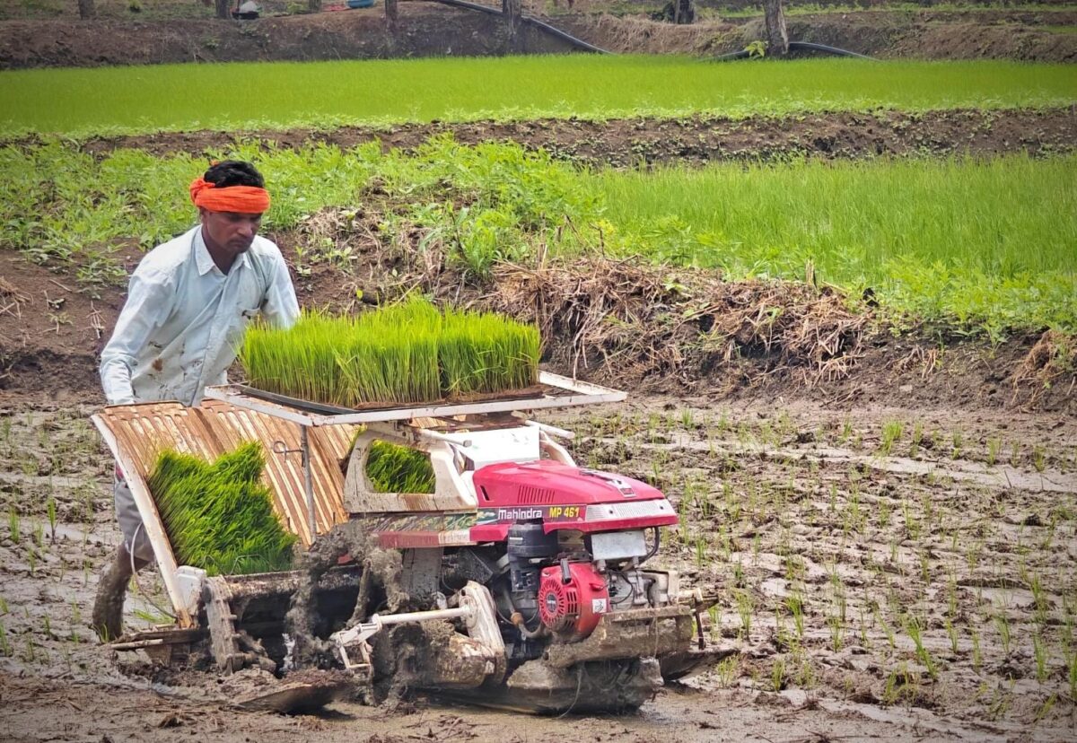 पैडी ट्रांसप्लांटर से धान रोपाई