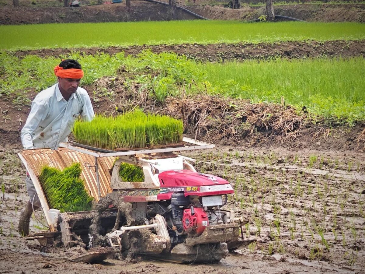 पैडी ट्रांसप्लांटर से धान रोपाई