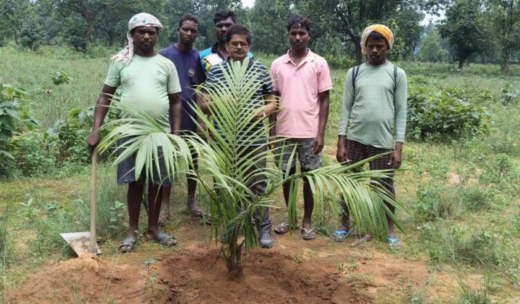 पॉम की खेती से आय