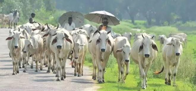 मध्यप्रदेश मिल्क केपिटल योजना