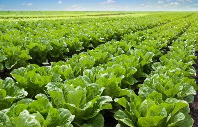 सेंसर बेस्ड ऑटोमेशन फर्टीगेशन सिस्टम