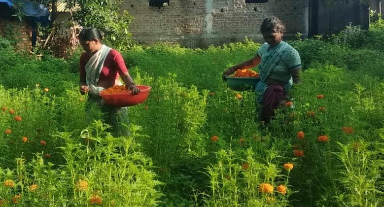 गेंदा फूल खेती सफलता