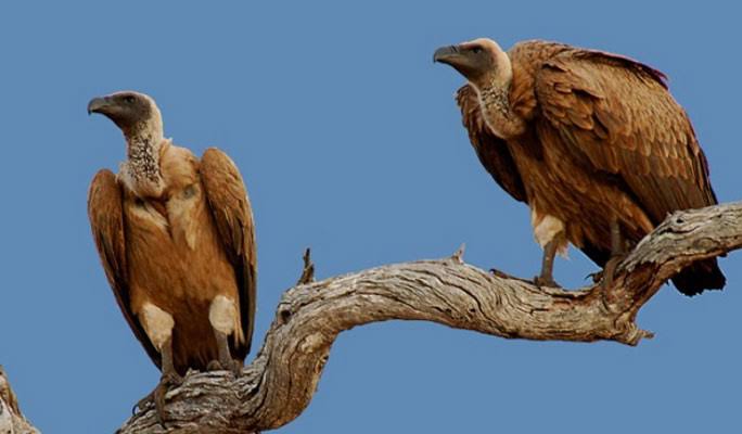 अंतर्राष्ट्रीय गिद्ध दिवस
