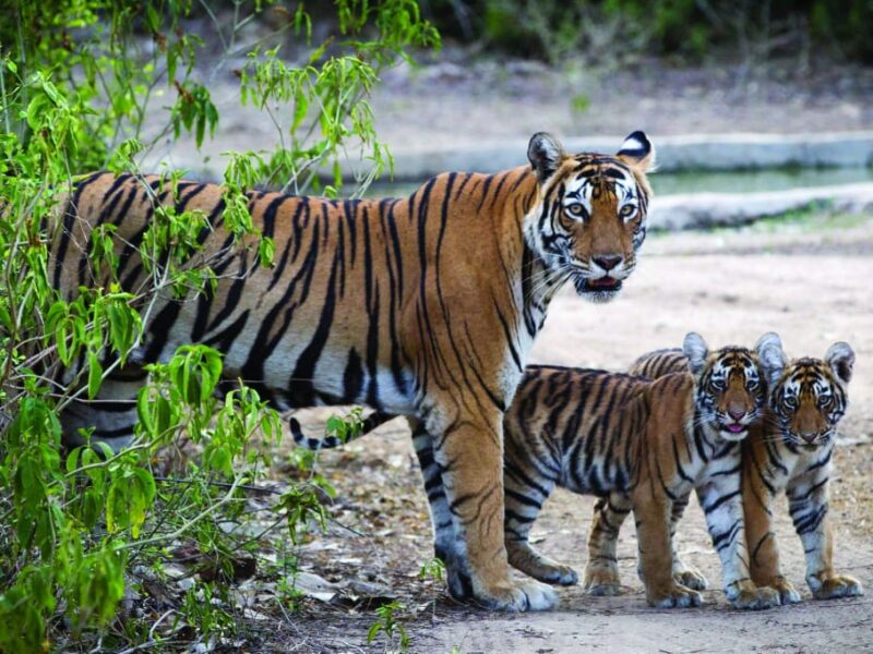 छत्तीसगढ़ इको पर्यटन योजना