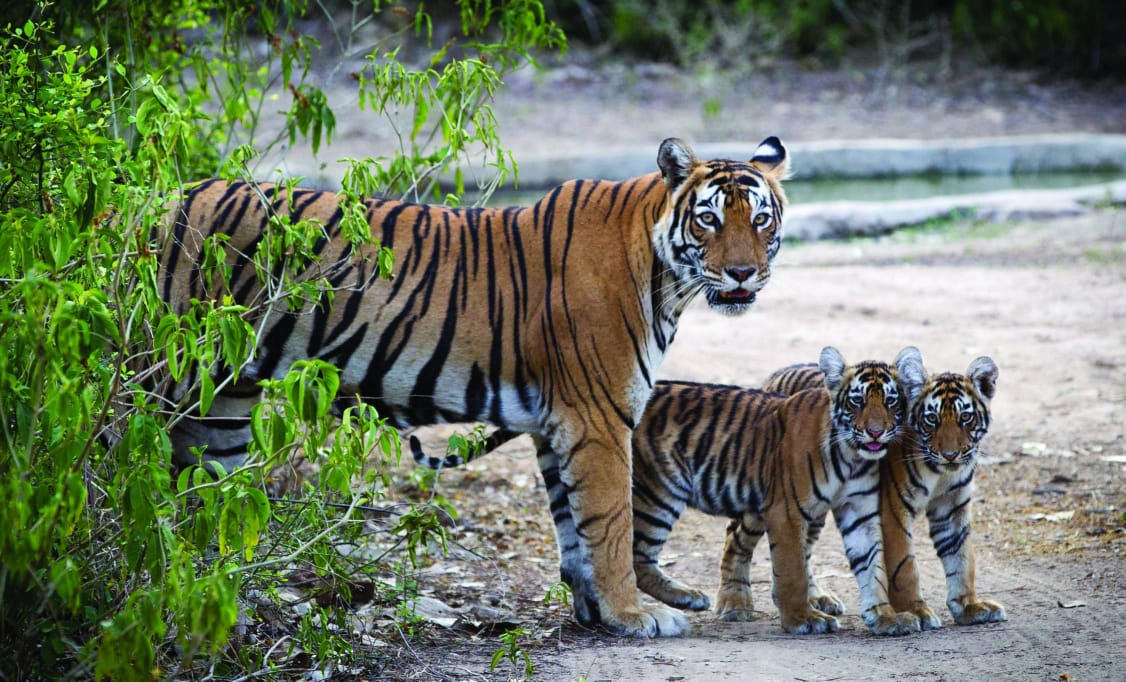 छत्तीसगढ़ इको पर्यटन योजना