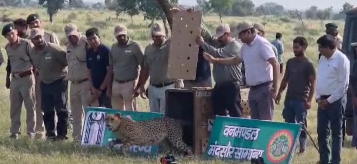 परियोजना चीता