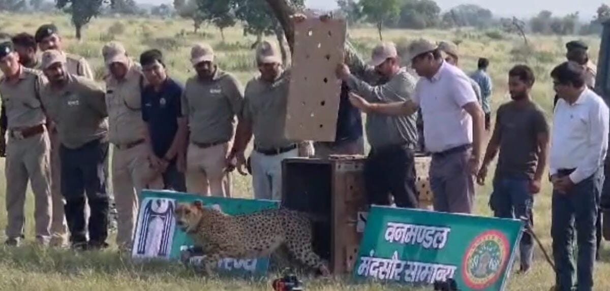 परियोजना चीता