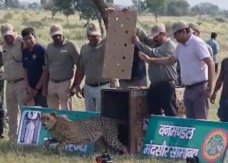 परियोजना चीता