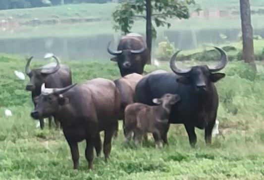 बारनवापारा वनभैंसा संरक्षण