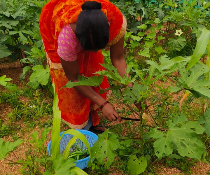 बेलडेगी स्कूल किचन गार्डन