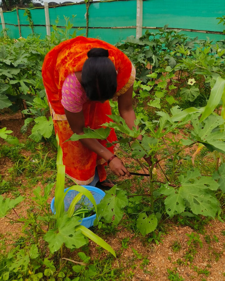 बेलडेगी स्कूल किचन गार्डन