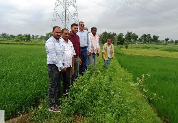 विक्रम टीसीआर धान की किस्म