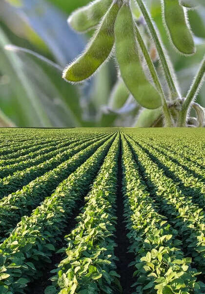 Approval of procurement plans