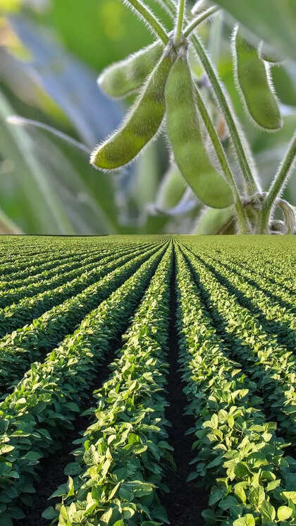 Approval of procurement plans