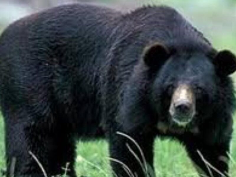 Bears are terrifying