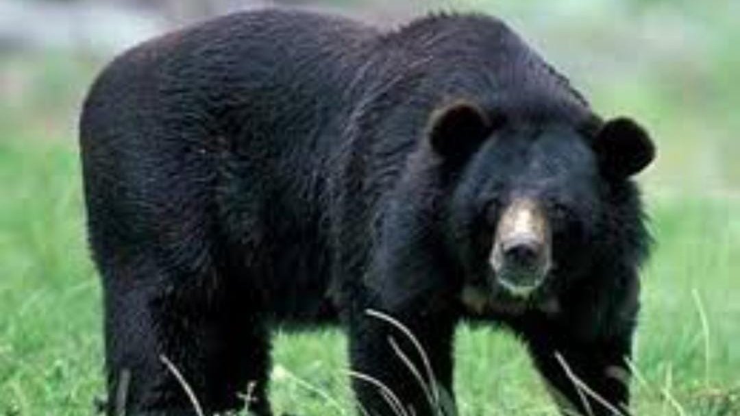 Bears are terrifying