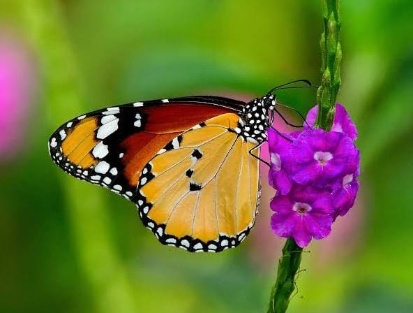 Butterfly and Moth Survey 2025