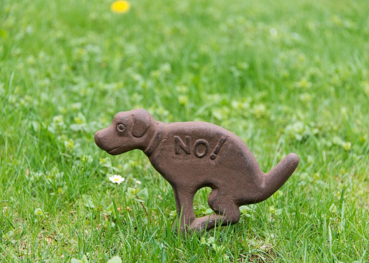 Chandigarh cracks down on pet dogs