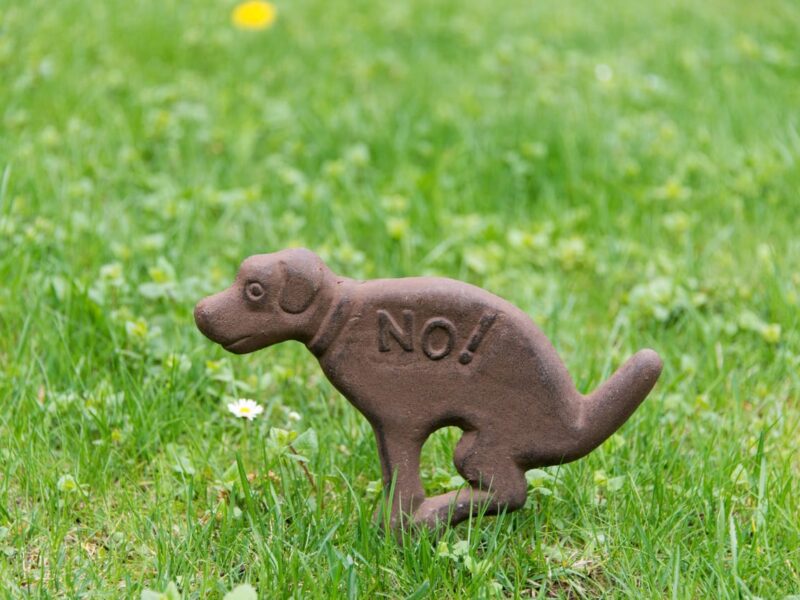 Chandigarh cracks down on pet dogs