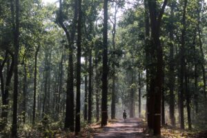 Forest Area