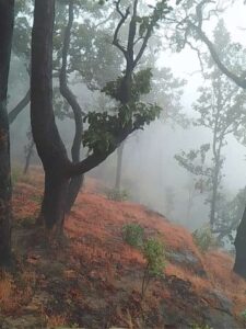 Green India