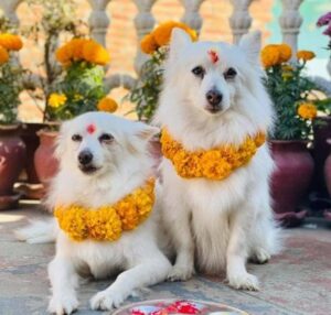 Sikkim: 'Kukur Tihar' celebrated