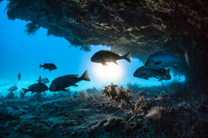 Marine Fisheries Census 2025