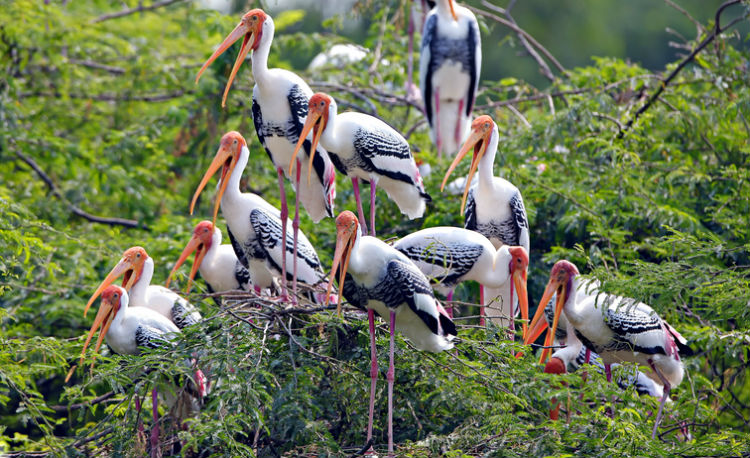 Migratory birds have begun arriving in India