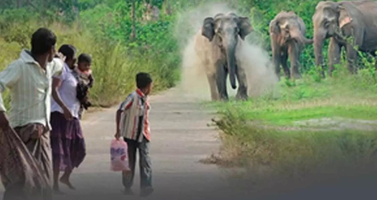 Wildlife Conservation Week