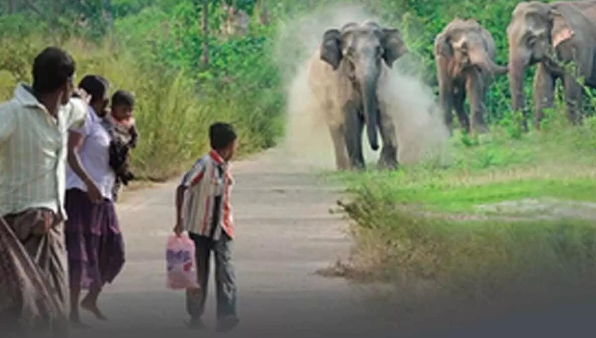 Wildlife Conservation Week