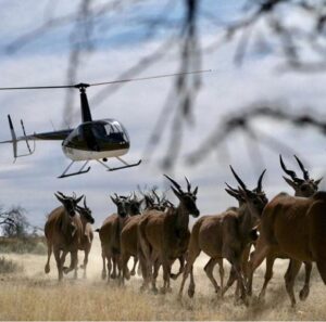 elicopters and boma technology