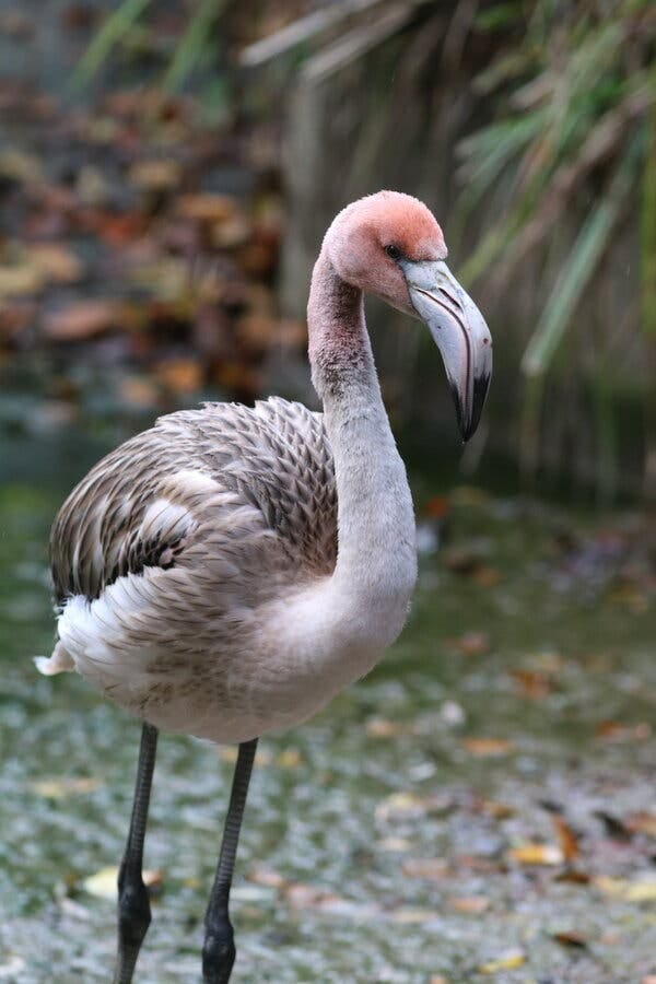 A tiny flamingo with clipped wings arrived in France from Britain
