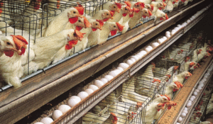 Avian Influenza