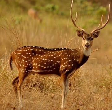 Chital hunting