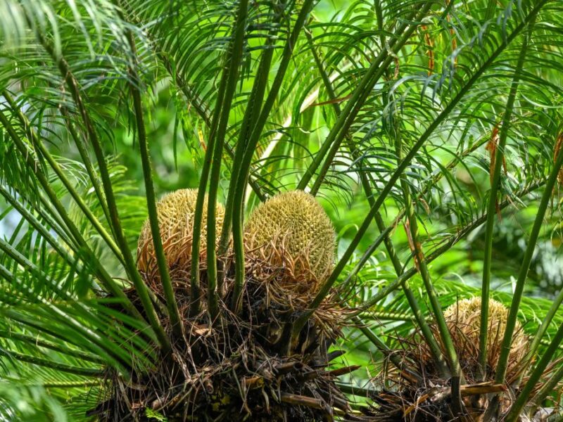 Cycad plants