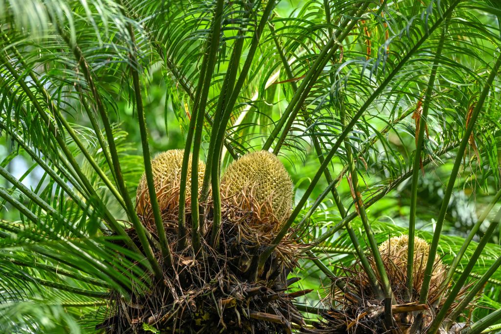 Cycad plants
