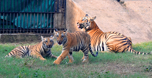 Delhi Zoo