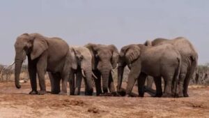 Elephant terror in Chhattisgarh