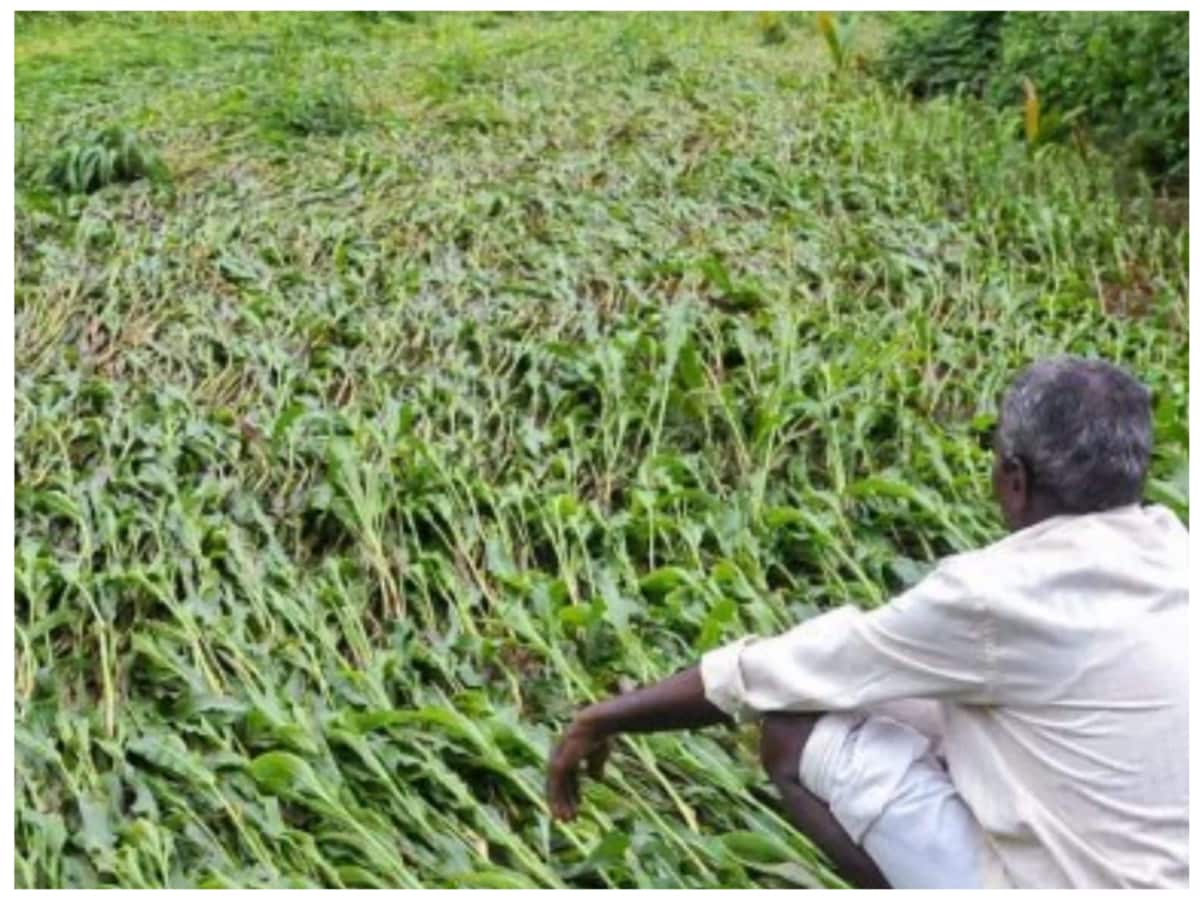 Farmers get Rs 1 as insurance amount
