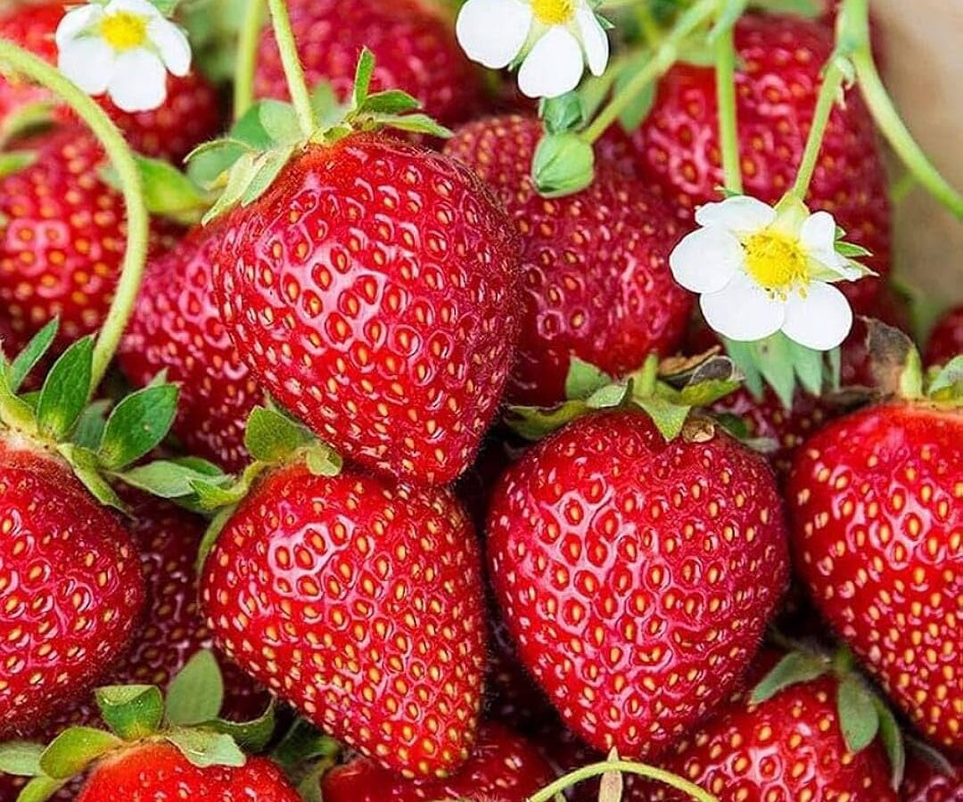 Grow fresh strawberries at home
