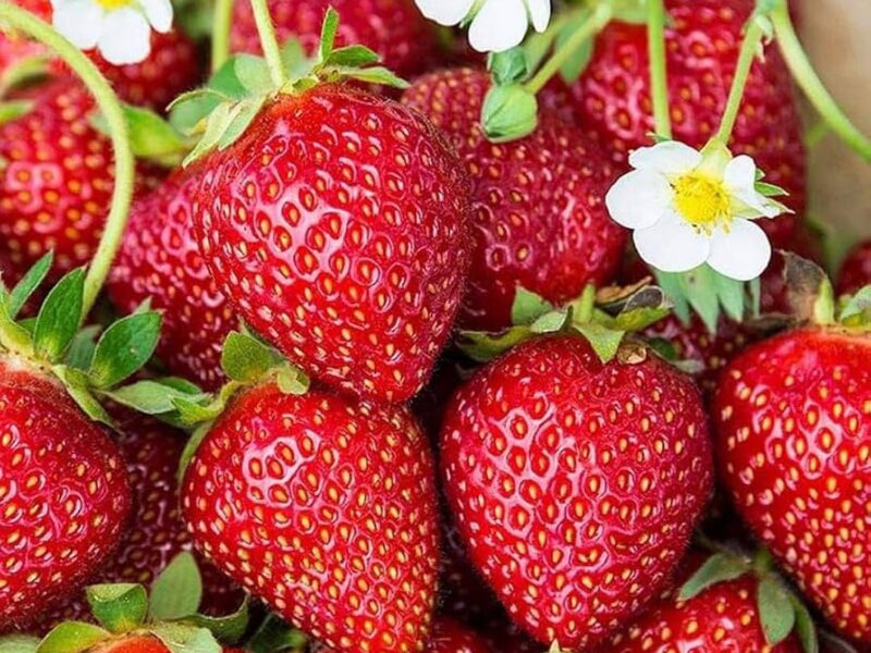 Grow fresh strawberries at home