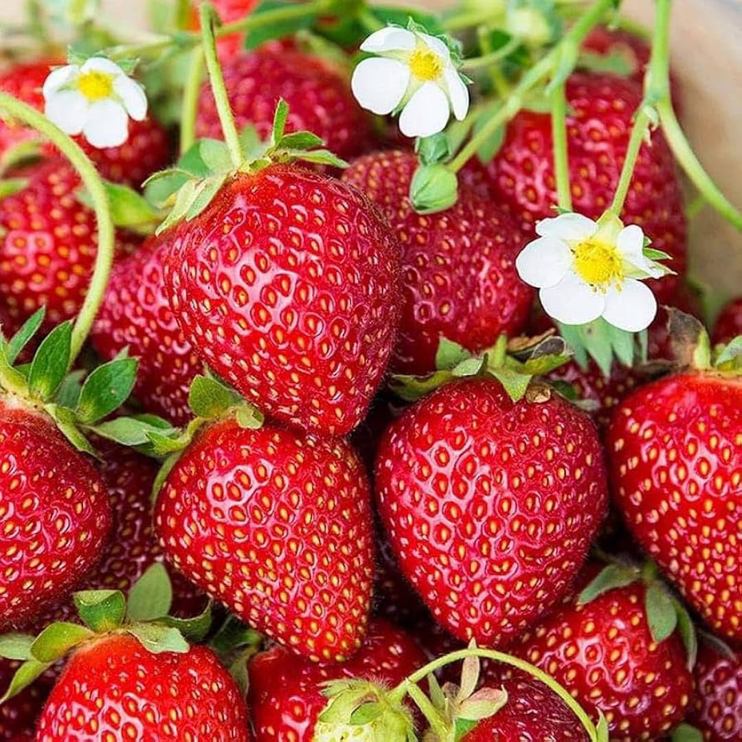 Grow fresh strawberries at home