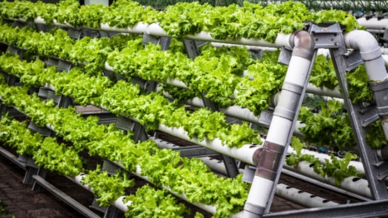 Hydroponic Farming